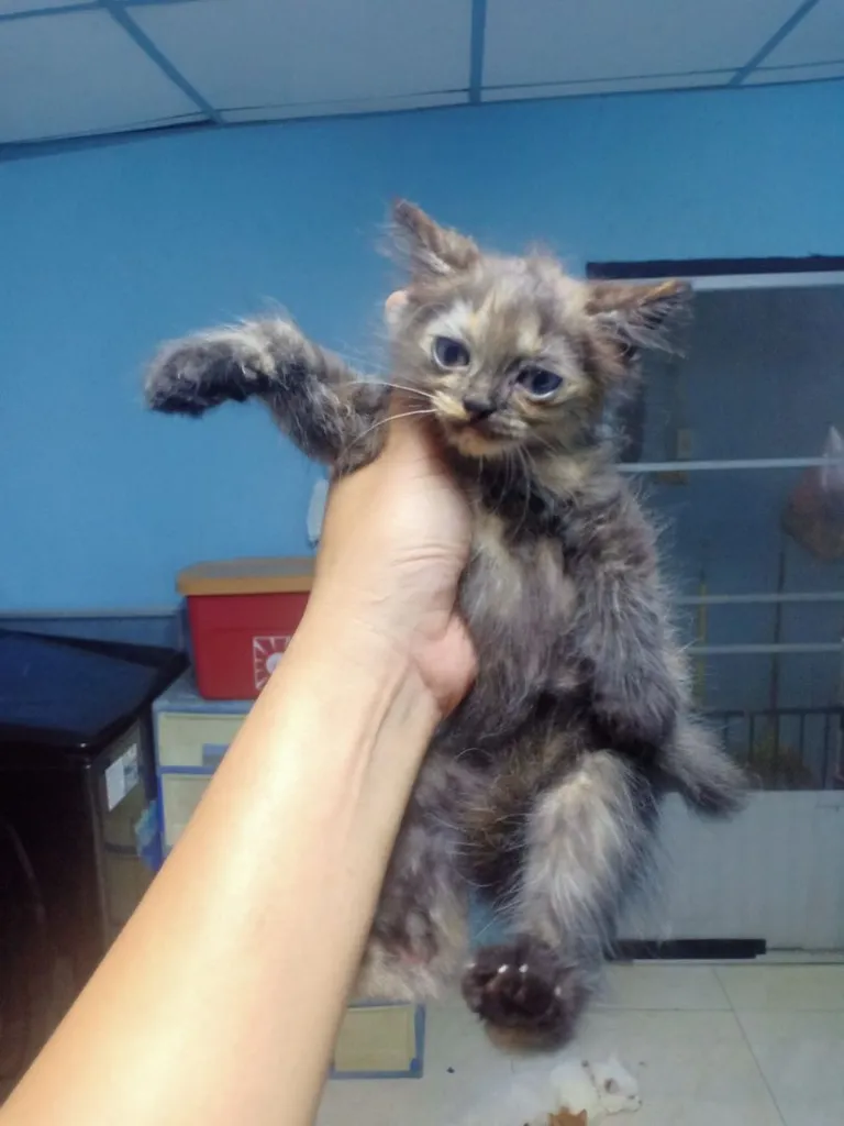 ลูกแมวเปอร์เซีย