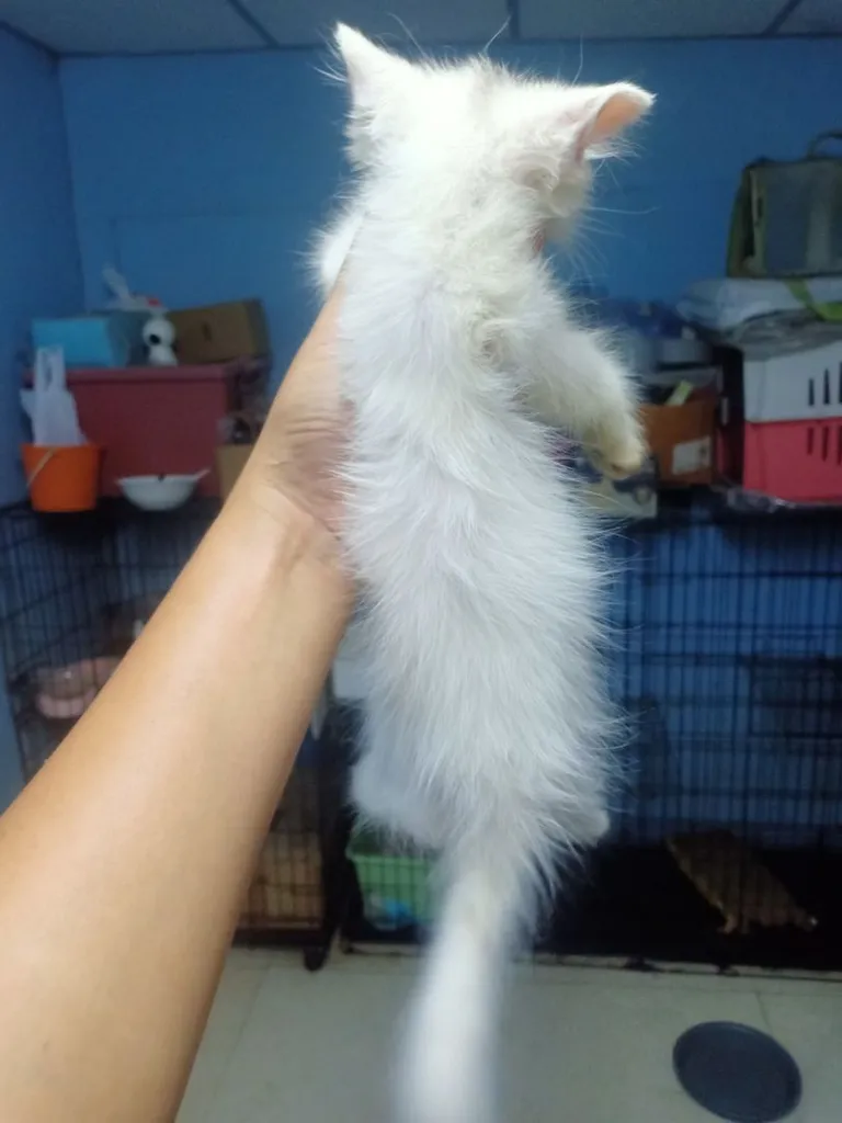 ลูกแมวเปอร์เซีย