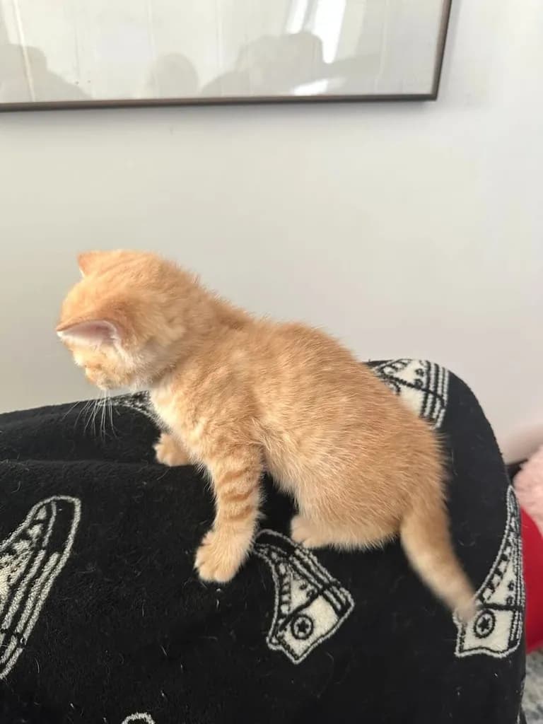 แมวส้ม 🍊 สก็อตติช โฟลด์ - Scottish Fold (ลูกแมว)