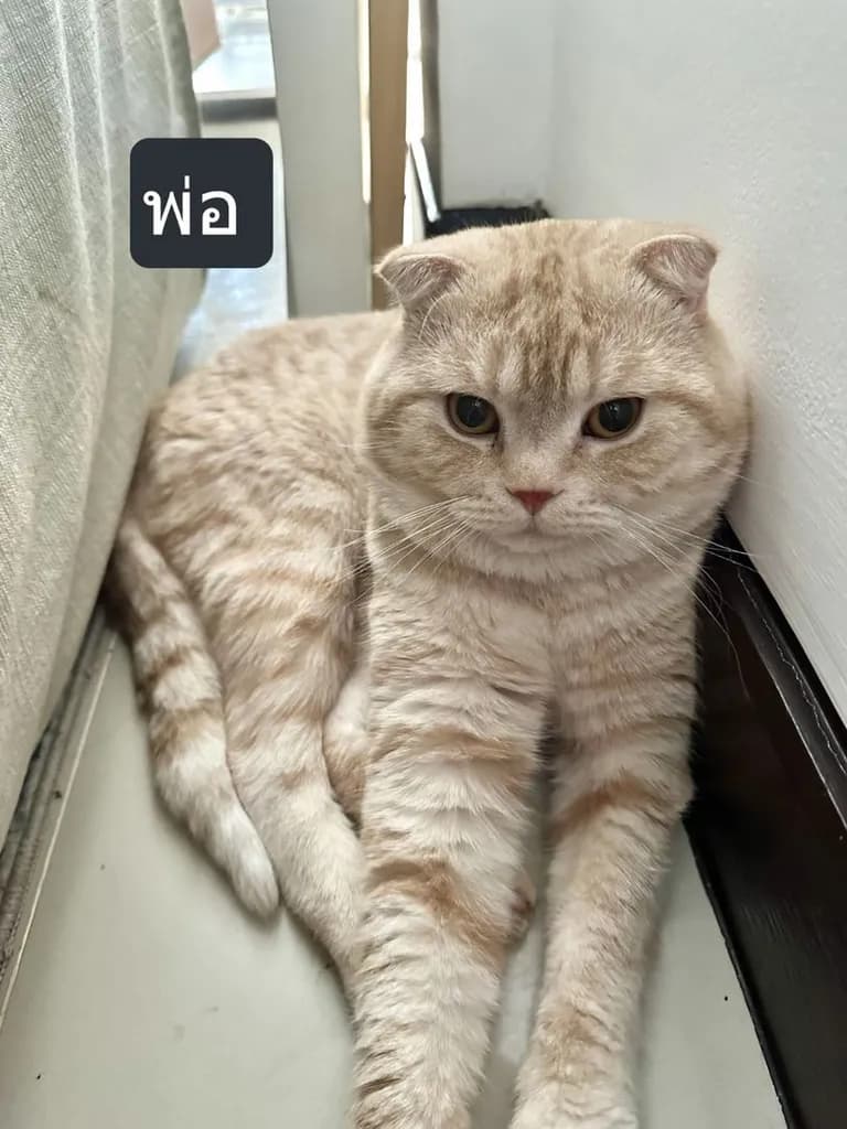 แมวส้ม 🍊 สก็อตติช โฟลด์ - Scottish Fold (ลูกแมว)