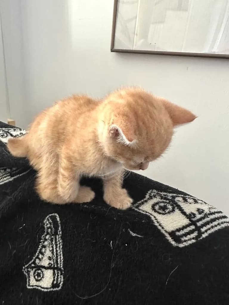 แมวส้ม 🍊 สก็อตติช โฟลด์ - Scottish Fold (ลูกแมว)