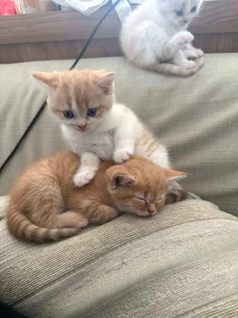 แมวส้ม 🍊 สก็อตติช โฟลด์ - Scottish Fold (ลูกแมว)