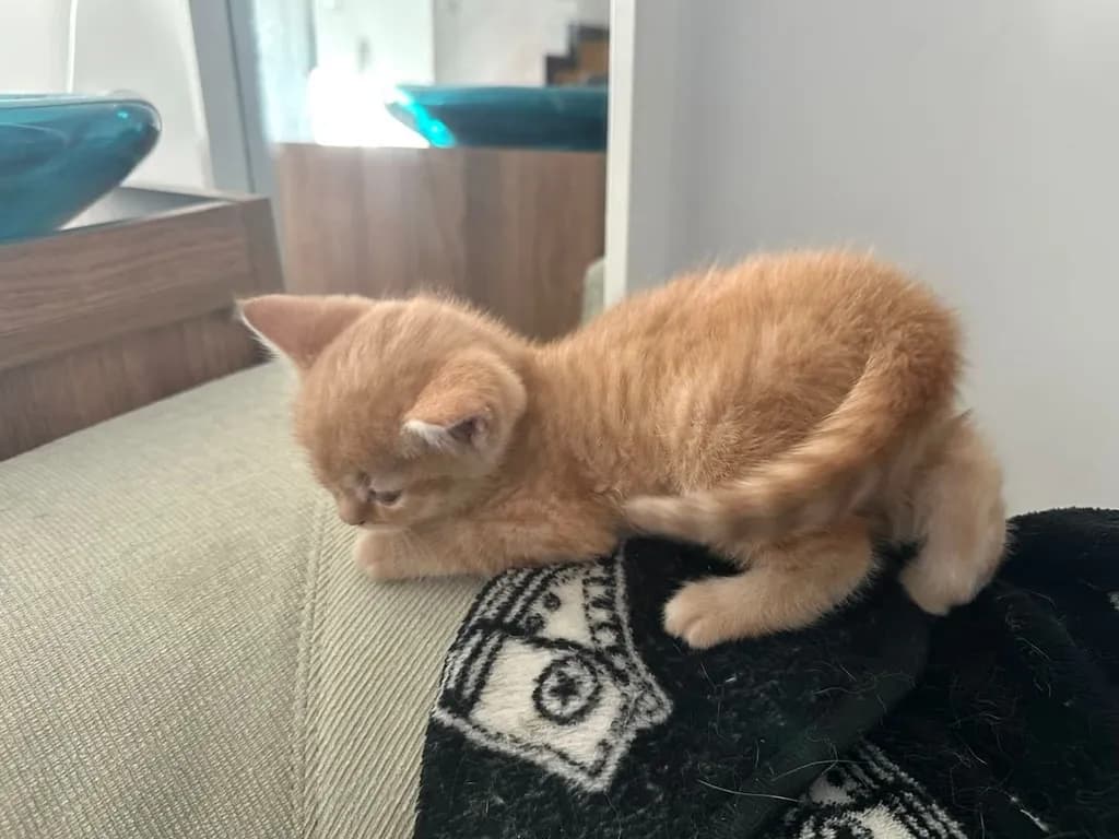 แมวส้ม 🍊 สก็อตติช โฟลด์ - Scottish Fold (ลูกแมว)
