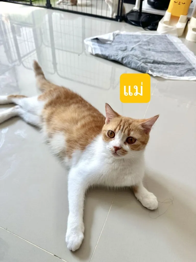แมวส้ม 🍊 สก็อตติช โฟลด์ - Scottish Fold (ลูกแมว)