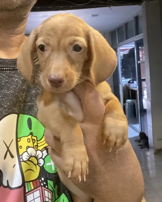ลูกสุนัขดัชชุนมินิเพศเมีย