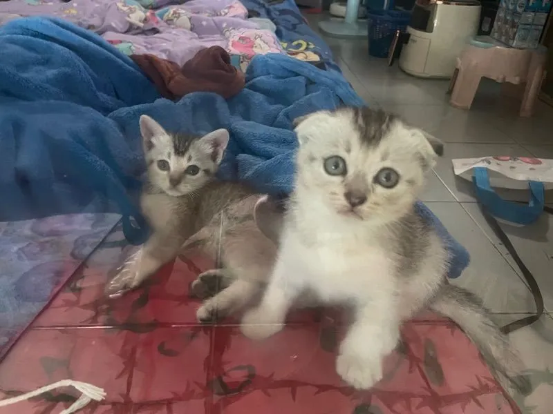 สก๊อตติช