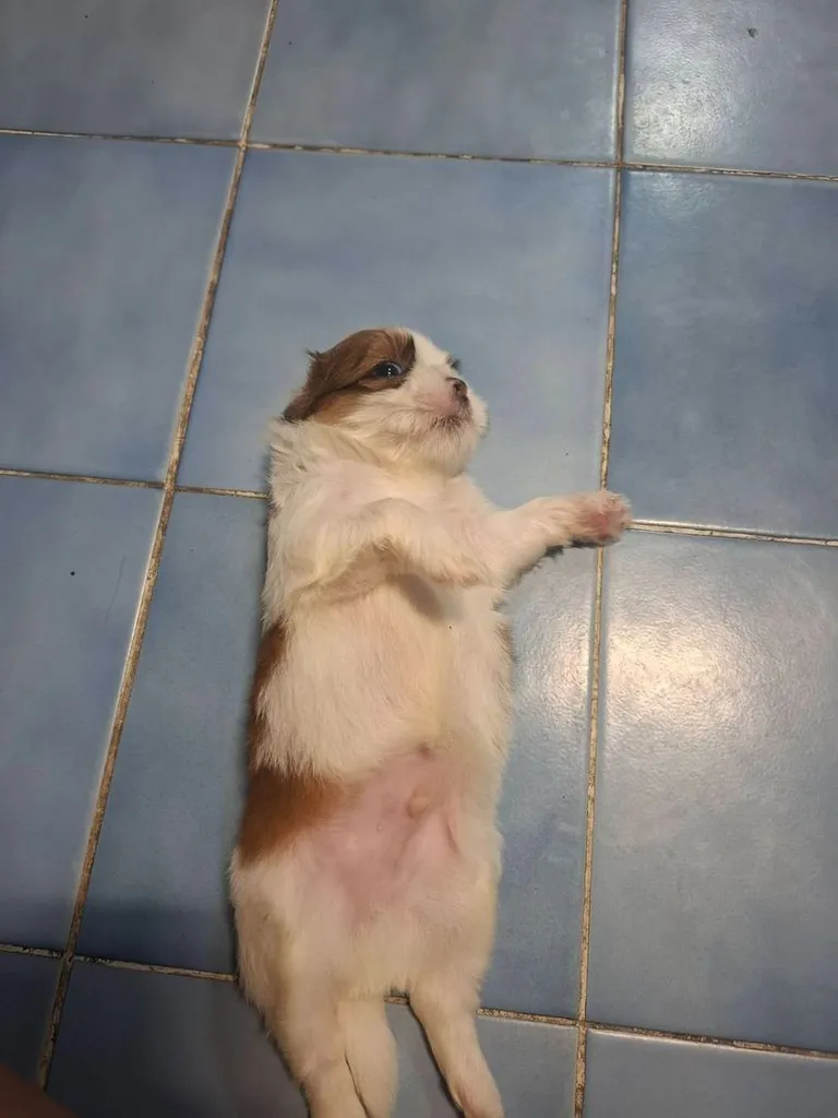 ชิสุแท้