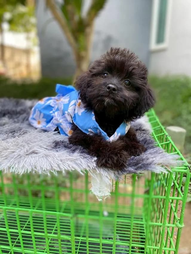 พุดเดิ้ลผสมชิสุห์ น่ารัก คนสุดท้ายย