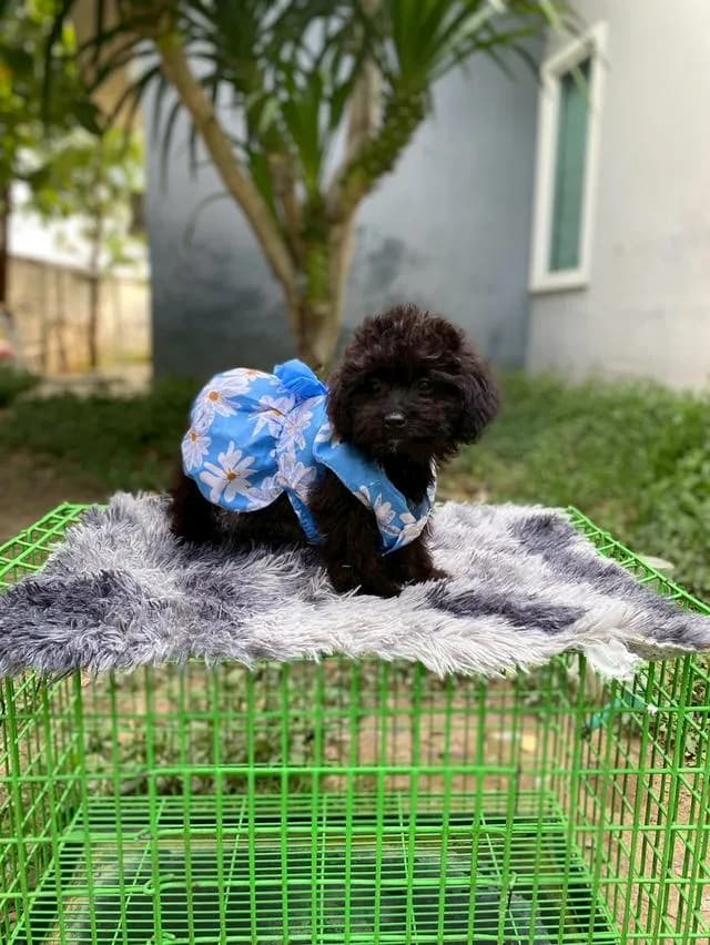 พุดเดิ้ลผสมชิสุห์ น่ารัก คนสุดท้ายย