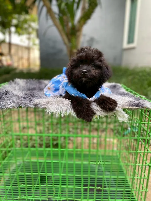 พุดเดิ้ลผสมชิสุห์ น่ารัก คนสุดท้ายย