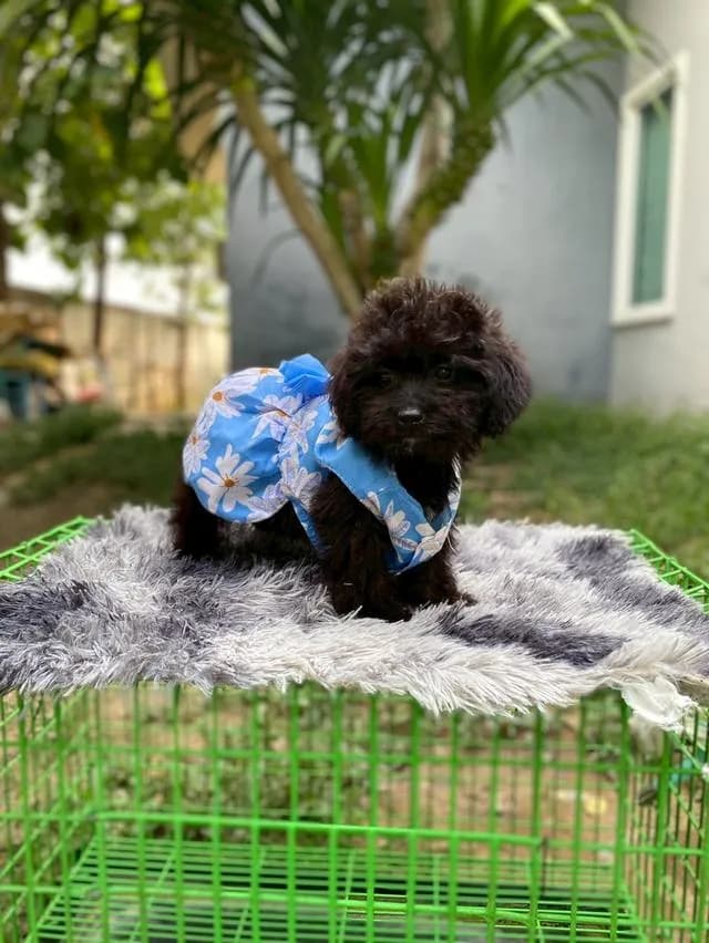 พุดเดิ้ลผสมชิสุห์ น่ารัก คนสุดท้ายย
