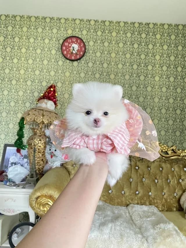 ลูกปอมแท้ ทีคัพ น่ารัก พร้อมย้ายบ้าน