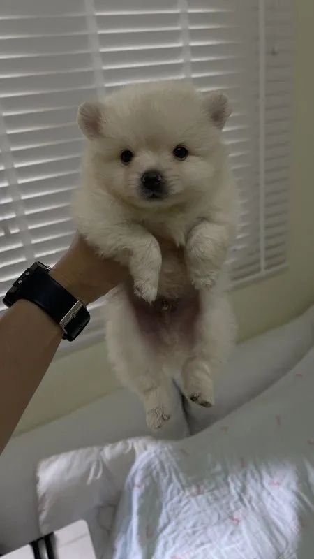 ปอมแท้รังสิต