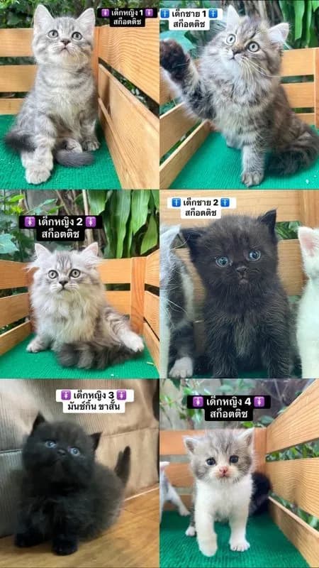 แมวสก็อตติช แมวขาสั้น