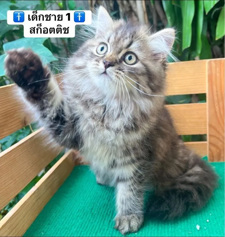 แมวสก็อตติช แมวขาสั้น