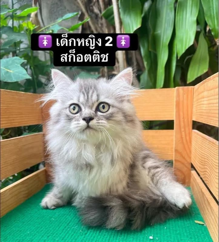 แมวสก็อตติช แมวขาสั้น