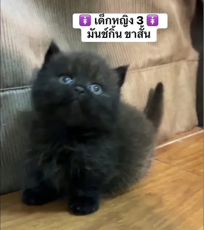 แมวสก็อตติช แมวขาสั้น