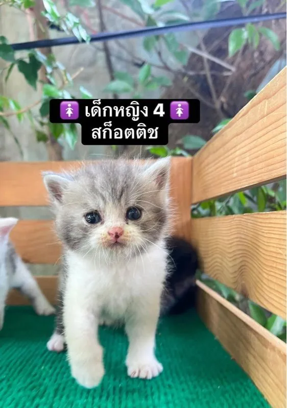 แมวสก็อตติช แมวขาสั้น