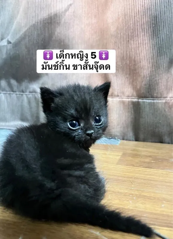 แมวสก็อตติช แมวขาสั้น