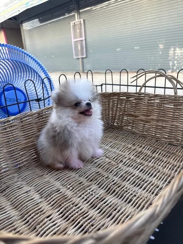 ปอมเมอเรเนียน