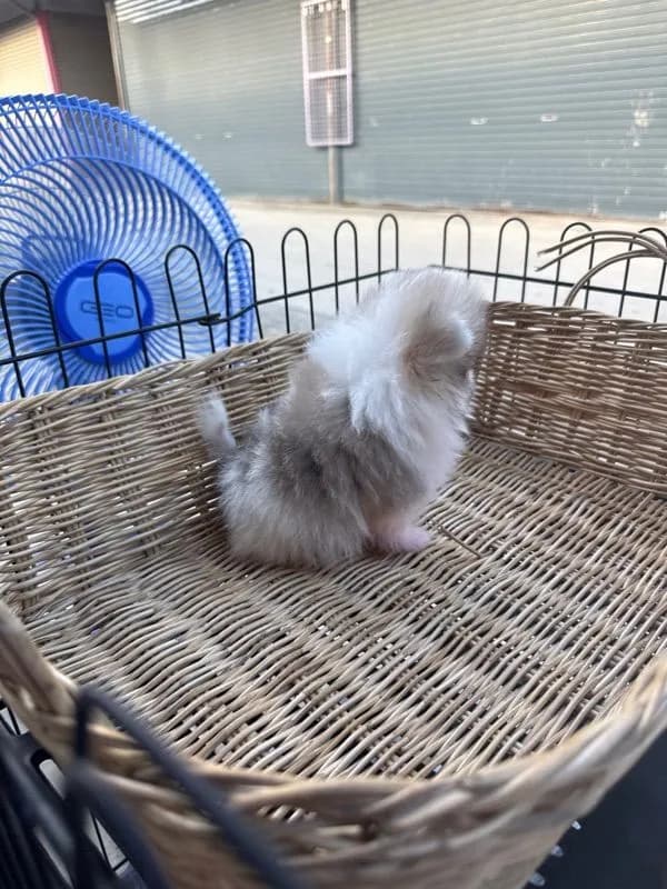 ปอมเมอเรเนียน