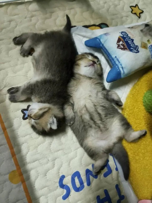 บริติชช็อตแฮร์/เพศชาย/ขนสั้น/