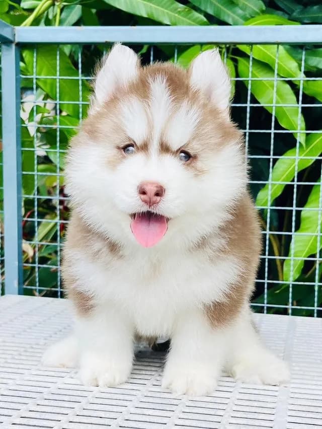 ลูกสุนัขพันธุ์ไซบีเรียนฮัสกี้