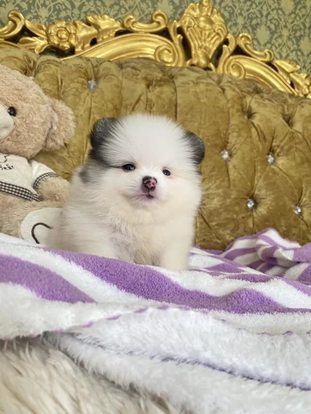 ขายลูกปอมแท้ มีหลายตัวให้เลือก มาดูตัวจริงได้ค่ะ