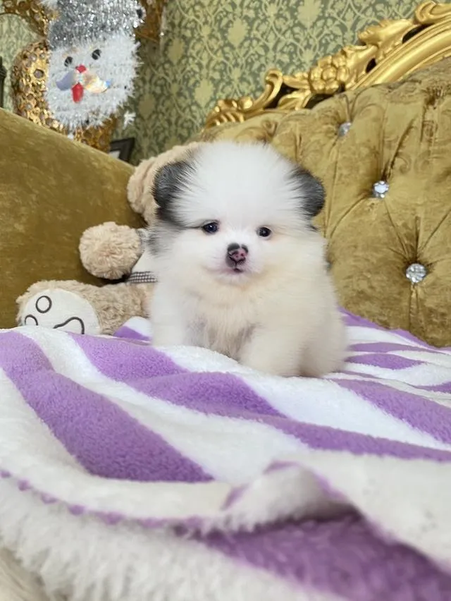 ขายลูกปอมแท้ มีหลายตัวให้เลือก มาดูตัวจริงได้ค่ะ