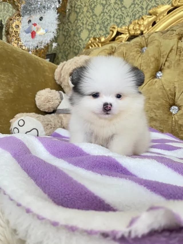 ขายลูกปอมแท้ มีหลายตัวให้เลือก มาดูตัวจริงได้ค่ะ