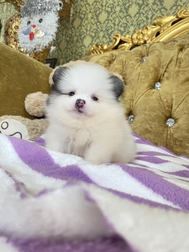 ขายลูกปอมแท้ มีหลายตัวให้เลือก มาดูตัวจริงได้ค่ะ