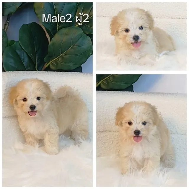 maltipoo มอลติพู เพศผู้ สีน้ำตาลขาว พร้อมวัคซีน5โรคเข็มแรก ถ่ายพยาธิ ใบรับรองจากสัตว์แพทย์ รับประกันสุขภาพ ส่งได้ทั่วไทย