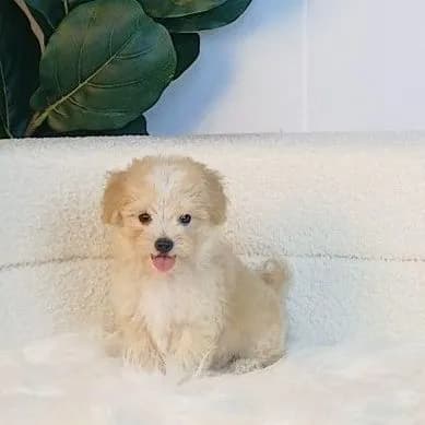 maltipoo มอลติพู เพศผู้ สีน้ำตาลขาว พร้อมวัคซีน5โรคเข็มแรก ถ่ายพยาธิ ใบรับรองจากสัตว์แพทย์ รับประกันสุขภาพ ส่งได้ทั่วไทย
