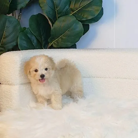 maltipoo มอลติพู เพศผู้ สีน้ำตาลขาว พร้อมวัคซีน5โรคเข็มแรก ถ่ายพยาธิ ใบรับรองจากสัตว์แพทย์ รับประกันสุขภาพ ส่งได้ทั่วไทย