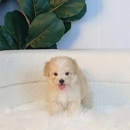 maltipoo มอลติพู เพศผู้ สีน้ำตาลขาว พร้อมวัคซีน5โรคเข็มแรก ถ่ายพยาธิ ใบรับรองจากสัตว์แพทย์ รับประกันสุขภาพ ส่งได้ทั่วไทย