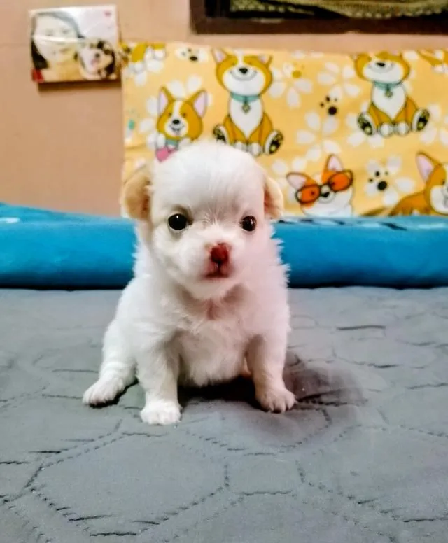 ลูกสุนัขชิวาว่า ขนยาว