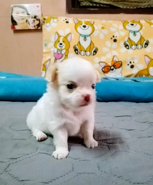 ลูกสุนัขชิวาว่า ขนยาว