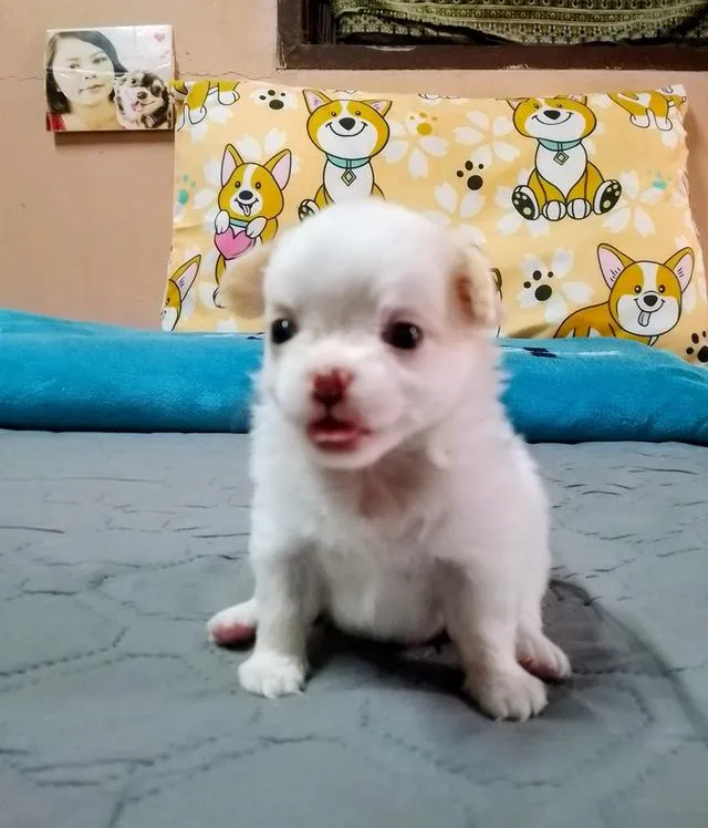 ลูกสุนัขชิวาว่า ขนยาว