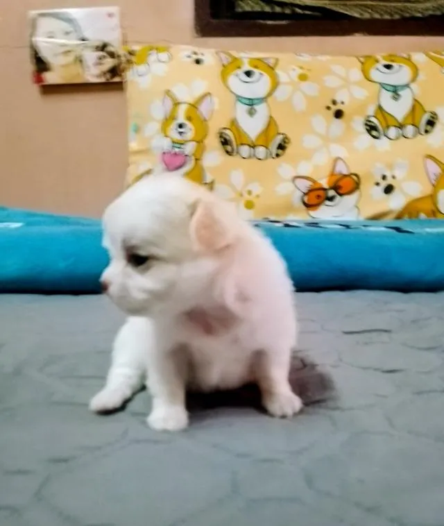 ลูกสุนัขชิวาว่า ขนยาว