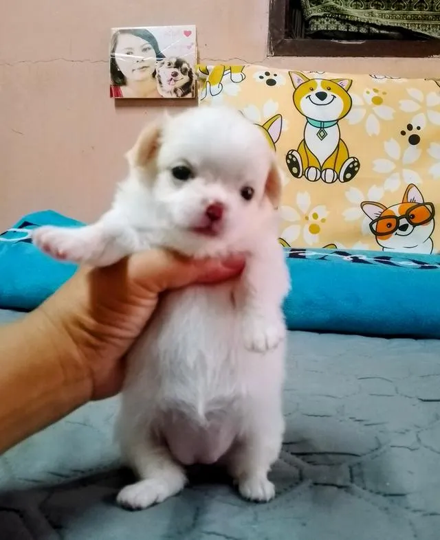 ลูกสุนัขชิวาว่า ขนยาว