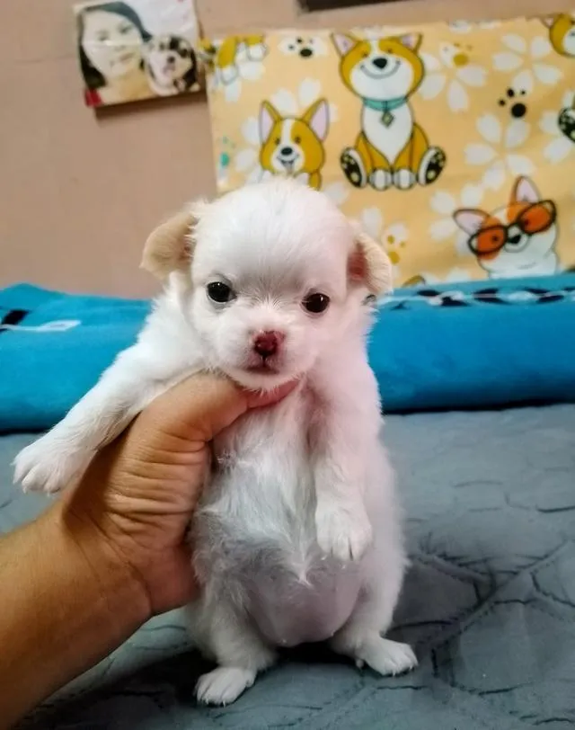ลูกสุนัขชิวาว่า ขนยาว