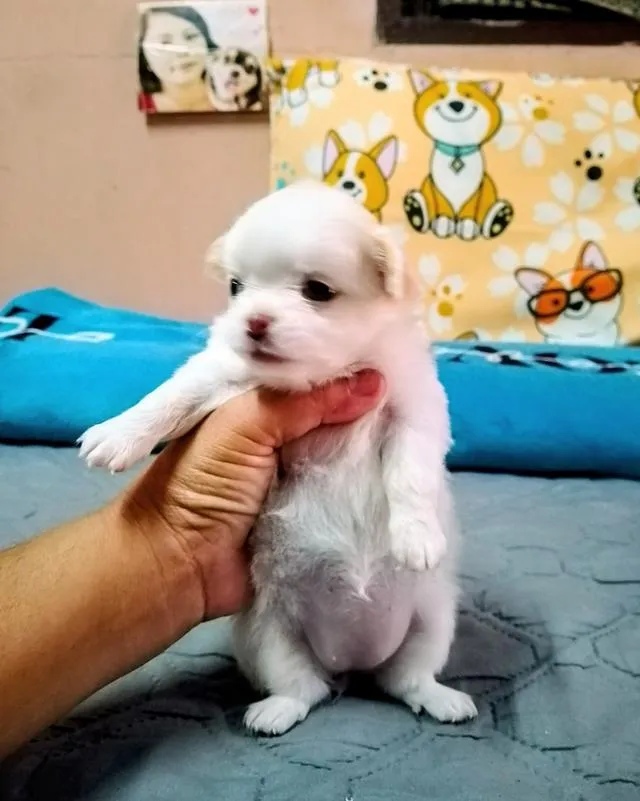 ลูกสุนัขชิวาว่า ขนยาว
