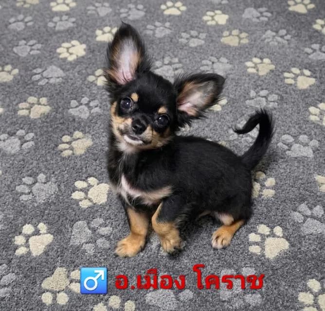 ชิวาว่าขนยาว เพศผู้ นิสัยน่ารัก หลงรักทักได้