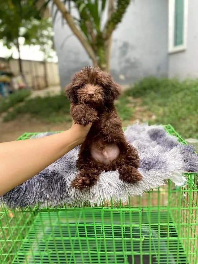 พุดเดิ้ลสีช็อคโกแลต ไซส์ทอย ( หายาก )
