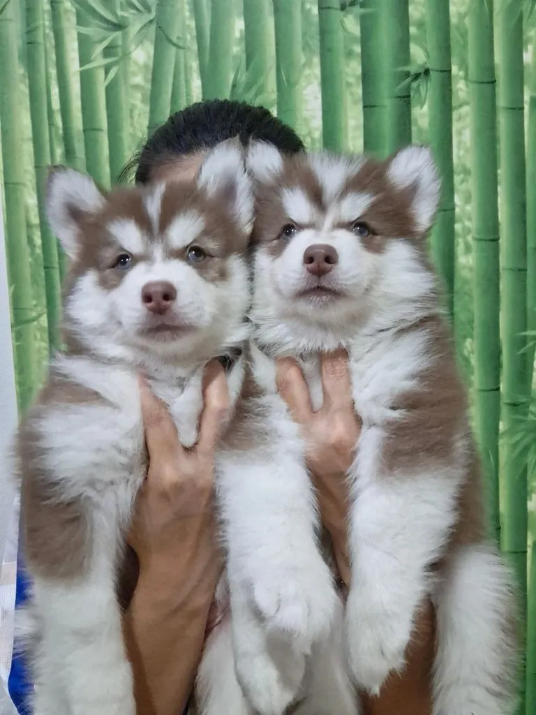 สุนัข