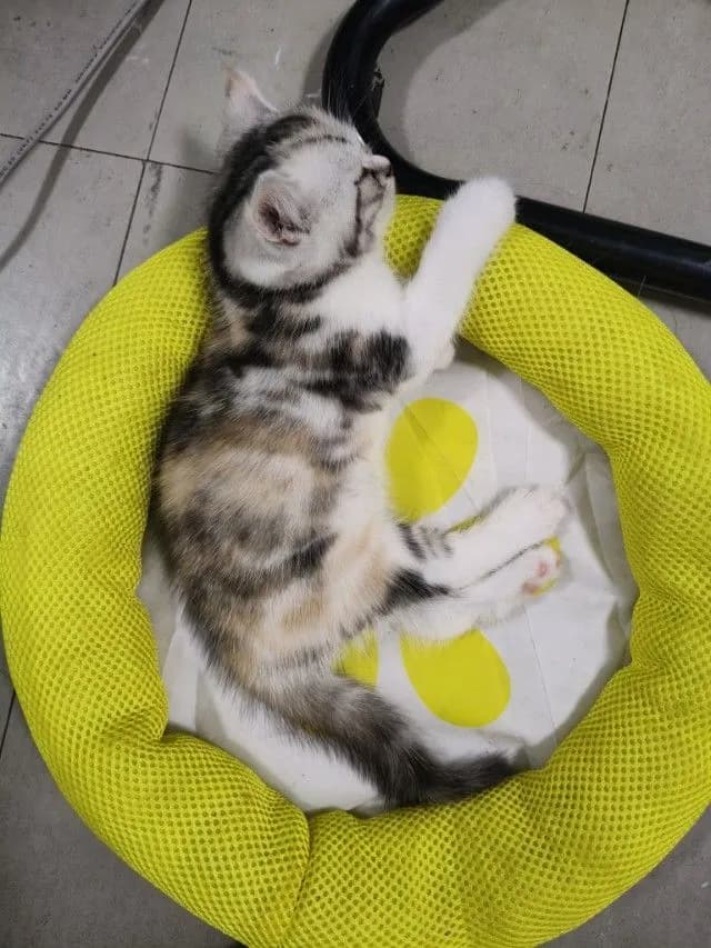 สก็อตติชหญิง