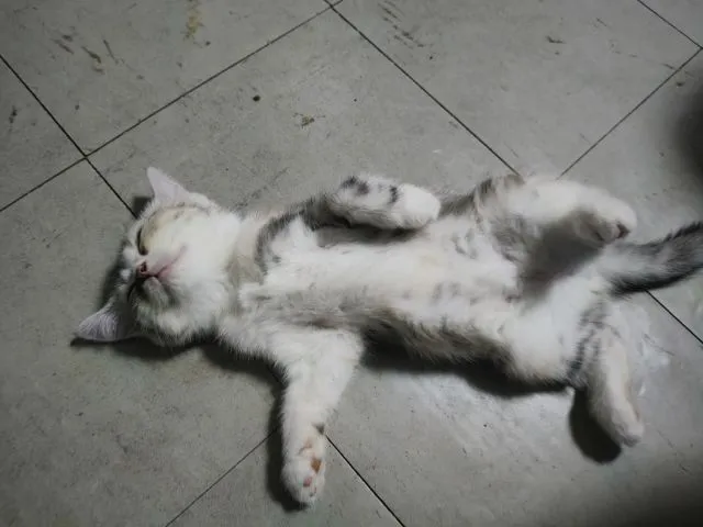 สก็อตติชหญิง