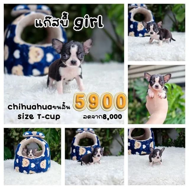 ชิวาวาแท้ขนสั้น เพศเมีย ทีคัพ