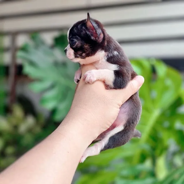 ชิวาวาแท้ขนสั้น เพศเมีย ทีคัพ