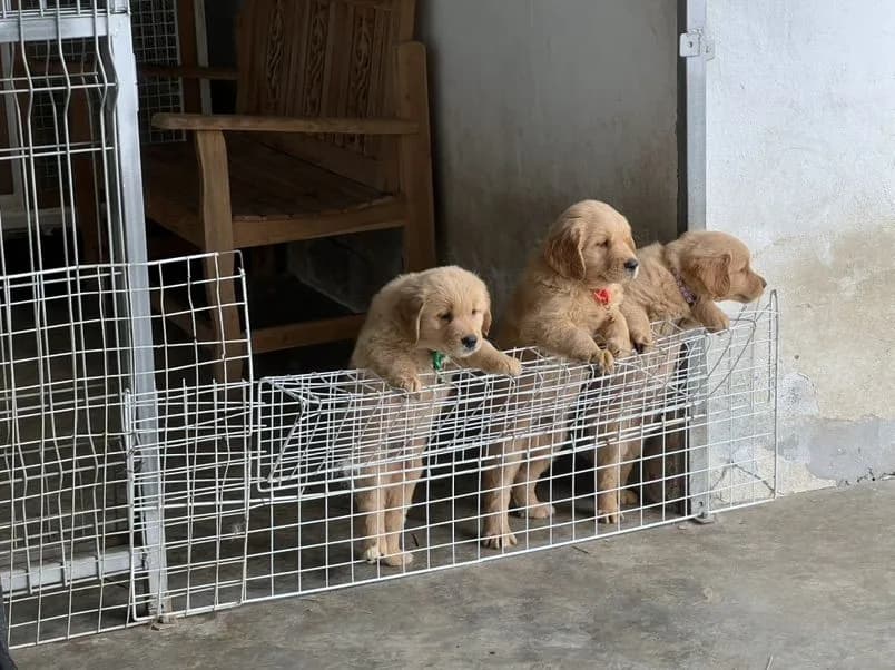 น้องโกลเด้นพร้อมย้ายบ้าน